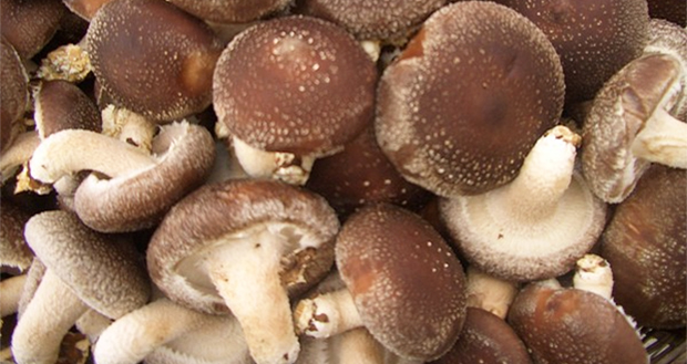 Грибы шиитаке, лечебные грибы